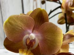 Орхидея фаленопсис лас Вегас
