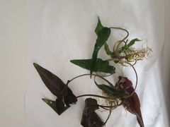 Растения аквариумные анубиас, анубиас Нана,крипток
