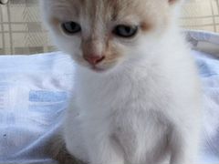Котенок Том, 1,5 месяца