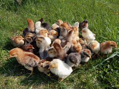 Цыплята кучиннские,возраст 1 месяц