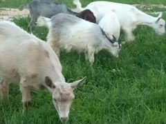 Козлята от молочных коз