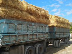 Солома пшеничная возможна доставка находится в Лев