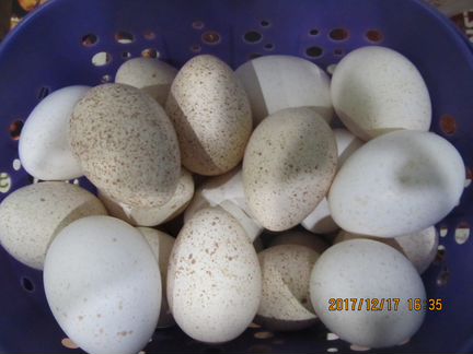 Инкубационное яйцо индюшки, Индюшата