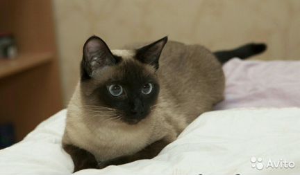 Ищу жениха для Тайской кошки
