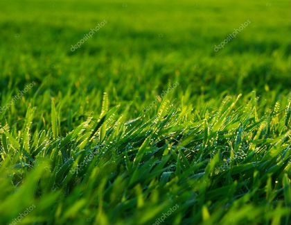 Покос травы