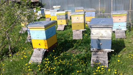 Пчёлы, пчелосемьи, мёд, огнёвка