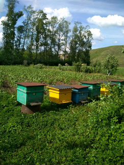 Ульи с пчелами