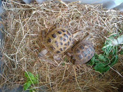 Черепахи сухопутные мальчик и девочка