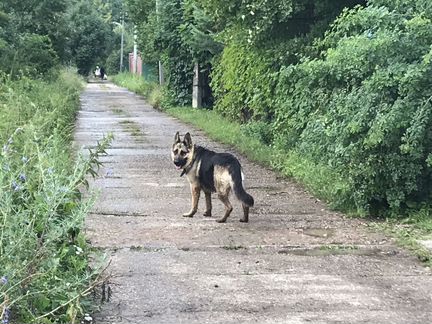Найдена Собака в районе деревни жерновка ясногорск