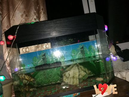Черепашки вместе с аквариумом на 80л