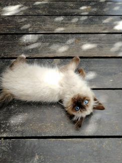 Котенок от кошки породы священная бирма ы