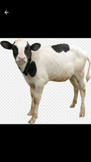 Продам телят и корову