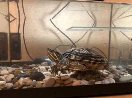 Черепаха + аквариум-черепашник