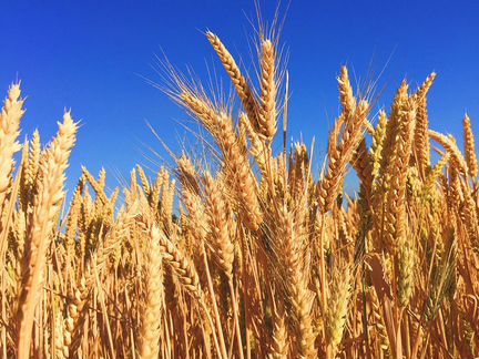 Зерно пшеница, овес,сено