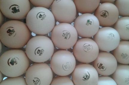 Инкубационное яйцо (импорт)