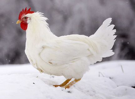 Яйцо инкубационные Леггорн несушек цыплята