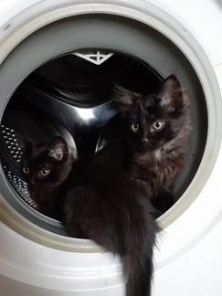 Два котёнка ждут своих хозяев
