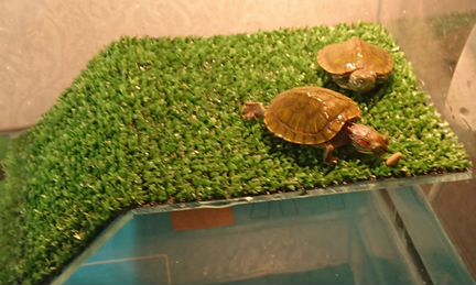 Две маленькие красноухие черепахи бесплатно