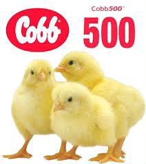 Цыплята бройлер Кобб 500