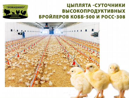 Цыплята росс308 и Кобб-500(Импорт)