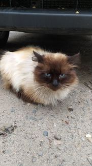 Найден сиамский кот
