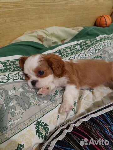 Спаниельки ккчс самые маленькие размером