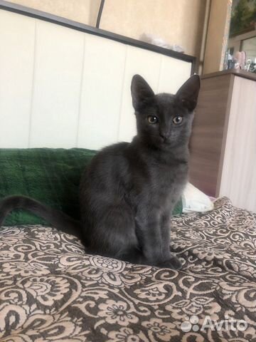 Передержка животных