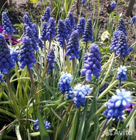 Многолетники 