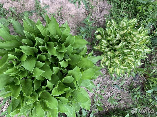 Хоста,малина,ежемалина,роза,маргаритки,облепиха