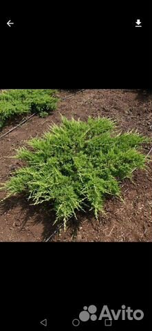 Можжевельник Казацкий зкс