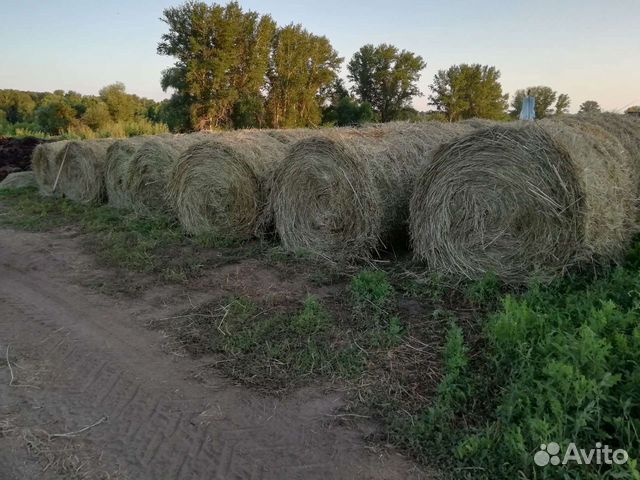 Купить Сено На Авито В Барнауле