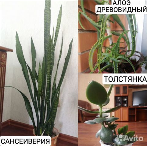 Цветы комнатные