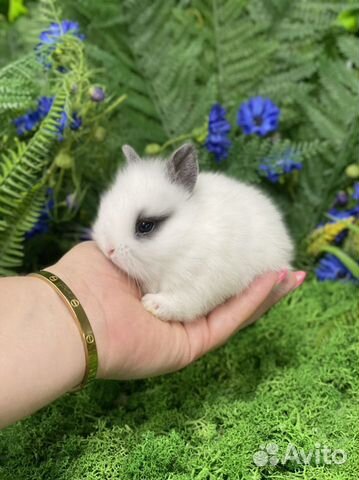 Карликовый кролик