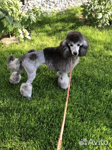 Грумер стрижка собак, чистка зубов уз