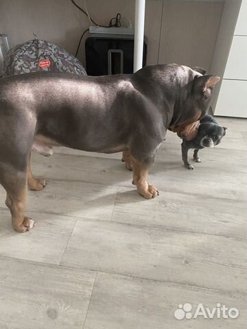 Американский булли вязка