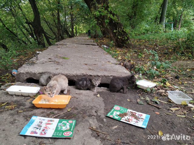 Красивые котята. Скоро погибнут на улице