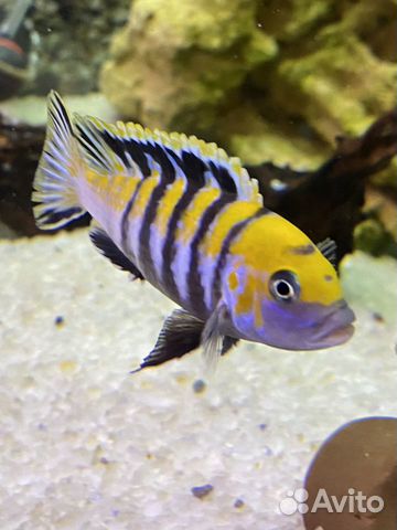 Малавийские цихлиды