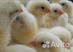 Цыплята бройлеры кобб500, росс308