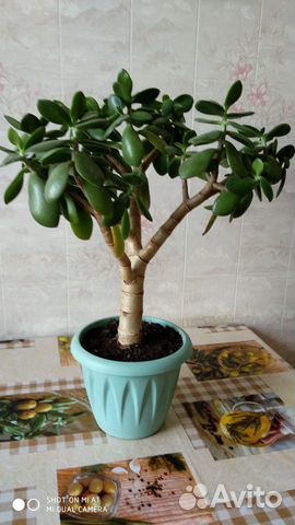 Денежное деревце