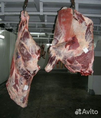 Быки коровы телки