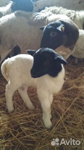 Дорпер, овцы Черноголовые и белые,ягнята