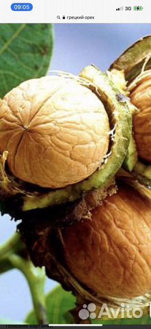 Грецкий орех, семена и саженцы обычные и крупные