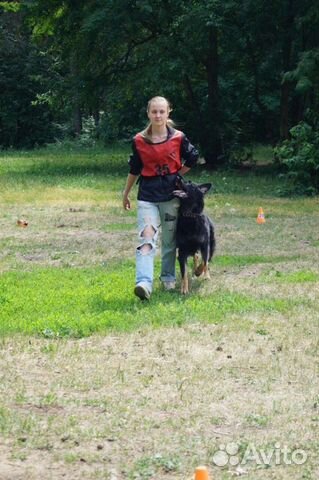 Кинолог, дрессировка собак