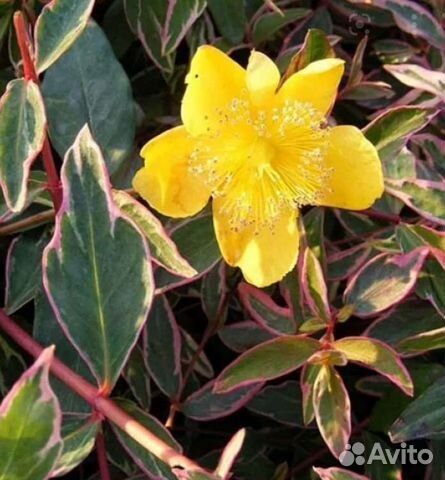 Зверобой,камнеломка, горец,гаура,хебе,хаутюния