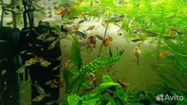 Рыбки, креветки