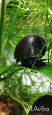 Аквариумные рыбки креветки улитки растения