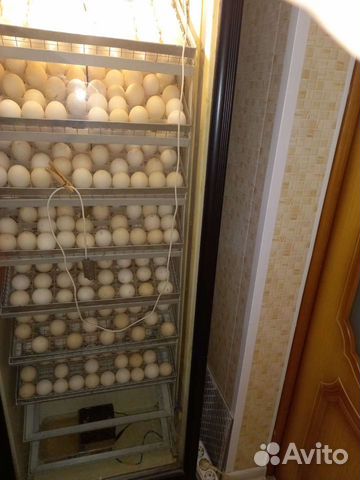 Инкубатор для яиц с автоматическим переворотом