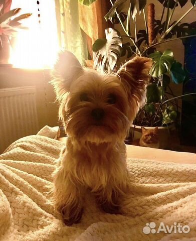 Вязка Йоркширский терьер мини