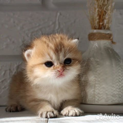 Британские котята золотая шиншилла