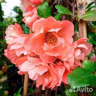 Хеномилес (Айва японская)